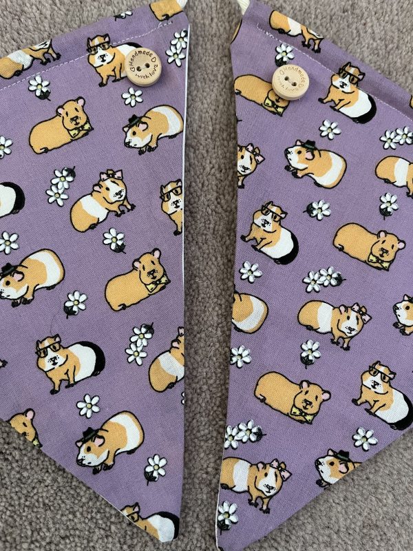 Guinea pig Bunting