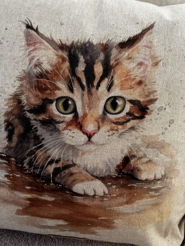 Kitten 2