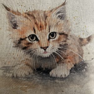 Kitten 1