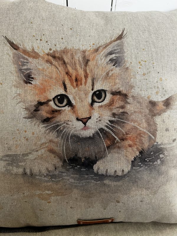 Kitten 1